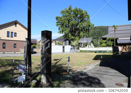 Nakasendo Samegai-juku〈Ohatsuki Ginkgo of Ryotokuji Temple (National Natural Monument)〉 [Maibara City, Shiga Prefecture] 106742030