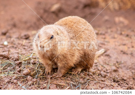 Wild Muskrats in the Reptile Garden Toruga Falls Rapid City South Dakota  106742084