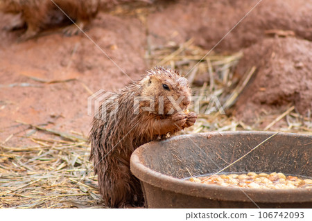 Wild Muskrats in the Reptile Garden Toruga Falls Rapid City South Dakota Wild Muskrats in the Reptile Garden Toruga Falls Rapid City South Dakota 106742093