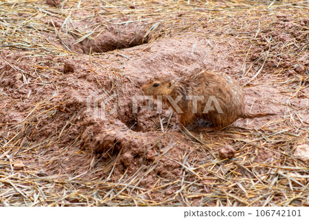 Wild Muskrats in the Reptile Garden Toruga Falls Rapid City South Dakota  106742101
