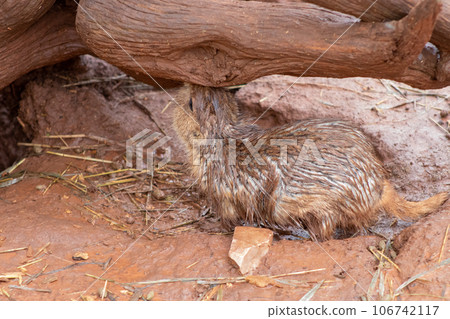 Wild Muskrats in the Reptile Garden Toruga Falls Rapid City South Dakota  106742117