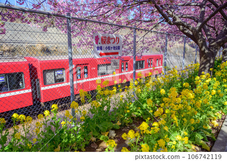 三浦海岸站周邊的河津櫻花和油菜花 106742119