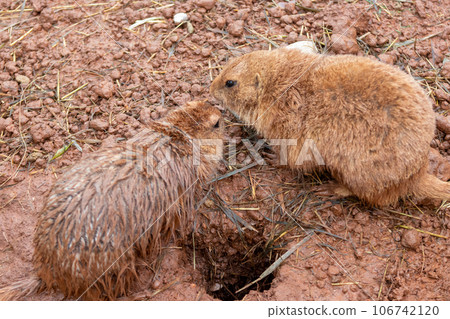 Wild Muskrats in the Reptile Garden Toruga Falls Rapid City South Dakota  106742120