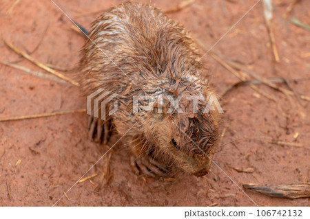 Wild Muskrats in the Reptile Garden Toruga Falls Rapid City South Dakota  106742132
