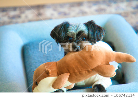 Dog playing with toy 106742134