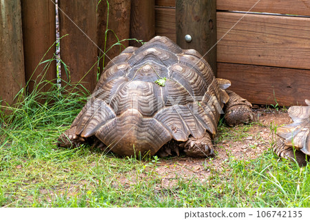 Close up of giant tortoise At The Reptile Gardens Tortuga Falls Rapid City South Dakota Close up of giant tortoise At The Reptile Gardens Tortuga Falls Rapid City South Dakota 106742135