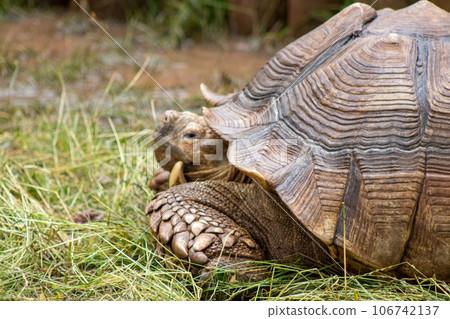 Close up of giant tortoise At The Reptile Gardens Tortuga Falls Rapid City South Dakota  106742137