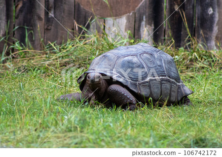 Close up of giant tortoise At The Reptile Gardens Tortuga Falls Rapid City South Dakota  106742172