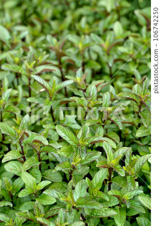Fresh green herbs grow, young mint leaves. green leaf. Fresh mint leaf background closeup. Growing organic mint close up. Fresh green herbs grow, young mint leaves. green leaf. Fresh mint leaf background closeup. Growing organic mint close up. 106742250