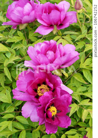 Burgundy large tree peony. Pink Flower of Tree Peony Blooming in the garden. Beautiful Petals of Paeonia sect. Burgundy large tree peony. Pink Flower of Tree Peony Blooming in the garden. Beautiful Petals of Paeonia sect. 106742252