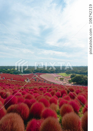 Kokia日立海濱公園 106742319