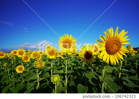 Sunflower 3961 106742323