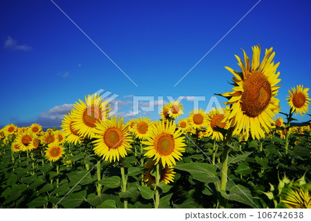 Sunflower 3942 106742638