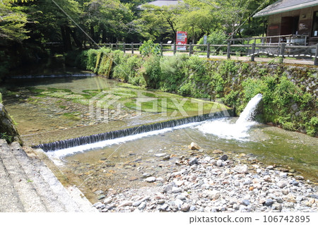 滋賀縣三美榮鱒魚養殖場(美麗的白卡莫)【滋賀縣米原市】 滋賀縣三美榮鱒魚養殖場(美麗的白卡莫)【滋賀縣米原市】 106742895