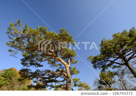 松樹 松樹 106743372