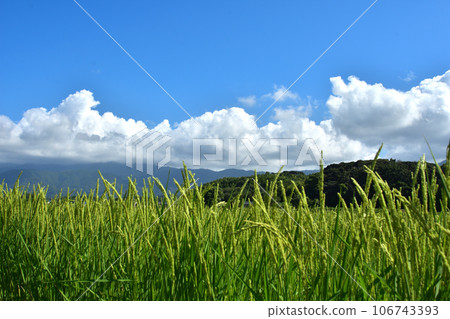 Itoshima City, Fukuoka Prefecture: Rice, Satoyama, and the Summer Sky Itoshima City, Fukuoka Prefecture: Rice, Satoyama, and the Summer Sky 106743393