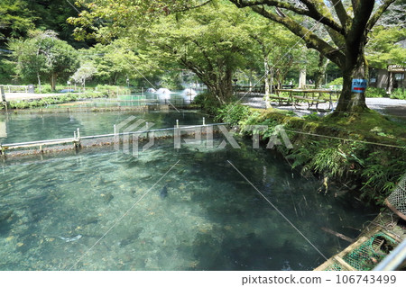 Samaei Trout Farm in Shiga Prefecture (Japan's oldest mountain stream fish village) [Maibara City, Shiga Prefecture] 106743499
