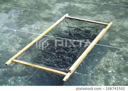 滋賀縣三美榮鱒魚養殖場（日本最古老的山溪魚村）【滋賀縣米原市】 106743502