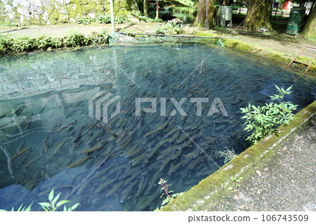 滋賀縣三美榮鱒魚養殖場(日本最古老的山溪魚村)【滋賀縣米原市】 滋賀縣三美榮鱒魚養殖場(日本最古老的山溪魚村)【滋賀縣米原市】 106743509