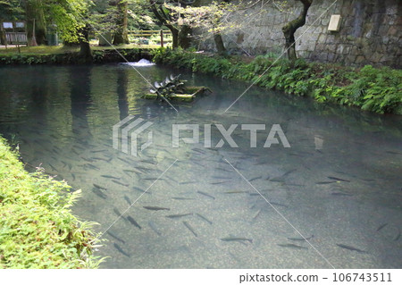 滋賀縣三美榮鱒魚養殖場（日本最古老的山溪魚村）【滋賀縣米原市】 106743511