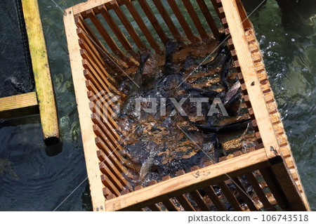 滋賀縣三美榮鱒魚養殖場（日本最古老的山溪魚村）【滋賀縣米原市】 106743518
