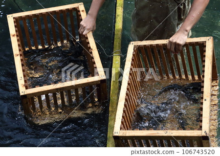 Samaei Trout Farm in Shiga Prefecture (Japan's oldest mountain stream fish village) [Maibara City, Shiga Prefecture] 106743520