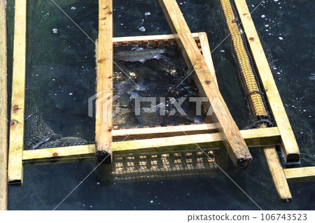 滋賀縣三美榮鱒魚養殖場(日本最古老的山溪魚村)【滋賀縣米原市】 滋賀縣三美榮鱒魚養殖場(日本最古老的山溪魚村)【滋賀縣米原市】 106743523