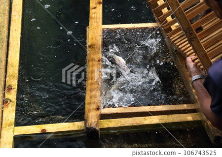 Samaei Trout Farm in Shiga Prefecture (Japan's oldest mountain stream fish village) [Maibara City, Shiga Prefecture] 106743525