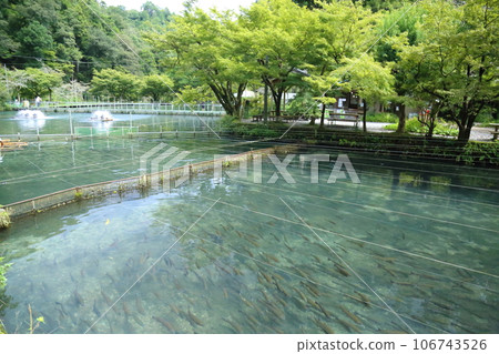 滋賀縣三美榮鱒魚養殖場(日本最古老的山溪魚村)【滋賀縣米原市】 滋賀縣三美榮鱒魚養殖場(日本最古老的山溪魚村)【滋賀縣米原市】 106743526