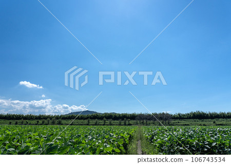 仲夏豆田和藍天復制空間 仲夏豆田和藍天復制空間 106743534