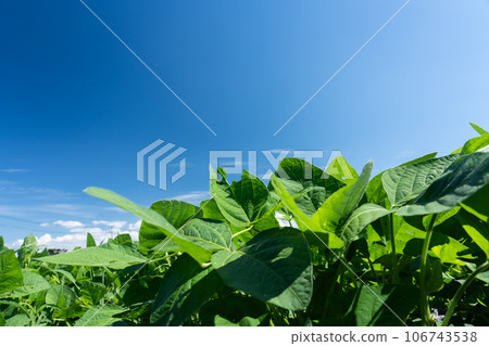 仲夏豆田和藍天復制空間 仲夏豆田和藍天復制空間 106743538