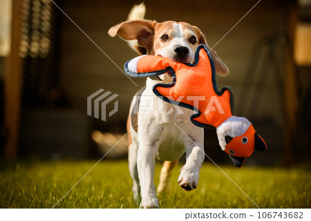 Funny Beagle dog playing with toy on sunny sunny day 106743682