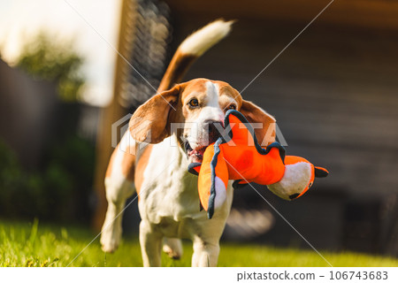 Funny Beagle dog playing with toy on sunny sunny day 106743683