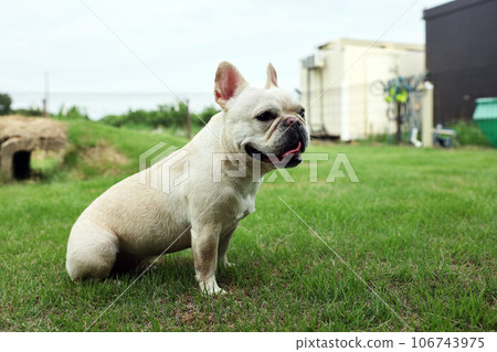 法國鬥牛犬和他最好的朋友在花園裡快樂地玩耍 法國鬥牛犬和他最好的朋友在花園裡快樂地玩耍 106743975
