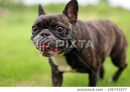 法國鬥牛犬和他最好的朋友在花園裡快樂地玩耍 106743977