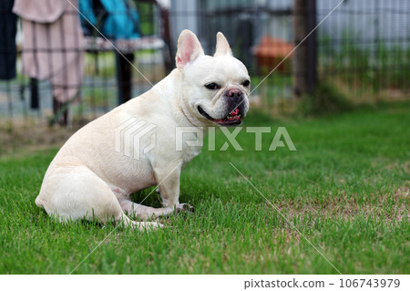 法國鬥牛犬和他最好的朋友在花園裡快樂地玩耍 106743979