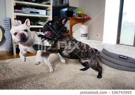 法國鬥牛犬和他最好的朋友在室內快樂地玩耍 106743995