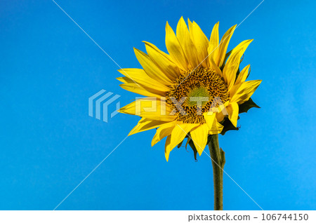 Yellow Sunflower on the blue background Yellow Sunflower on the blue background 106744150