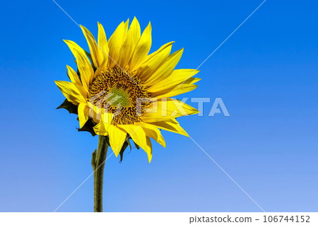 Yellow Sunflower on the blue background 106744152