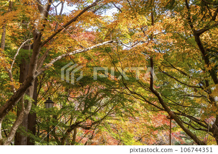 秋葉樹 106744351
