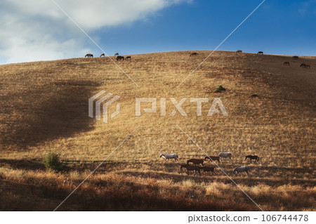 herd of horses graze in valley on hills of meadow in autumn at sunset 106744478