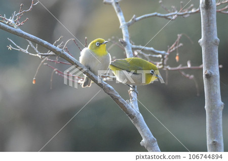 一對白眼鳥棲息在楓樹上 106744894
