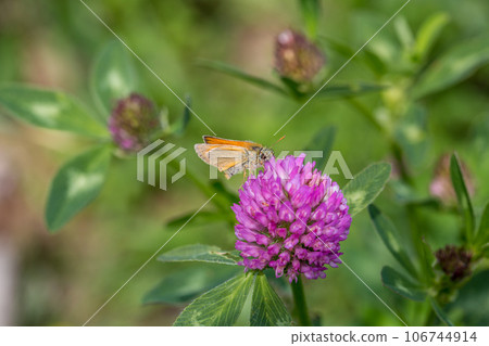 butterfly on a flower. beautiful lady butterfly Vanessa cardui, red clover, close-up 106744914