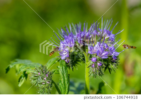 Green manure phacelia tanacetifolia flower and crop Green manure phacelia tanacetifolia flower and crop 106744918