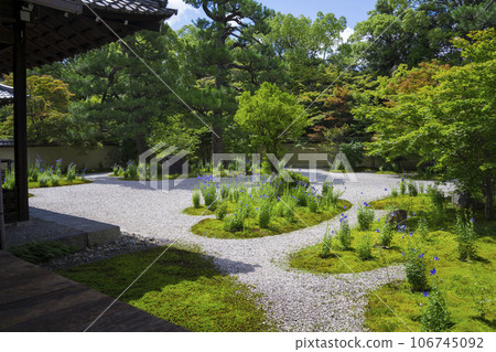 Genji garden at Rozanji Temple in Kyoto, bellflowers 106745092