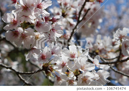 櫻花盛開 106745474