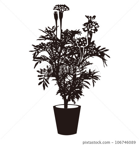 萬壽菊 106746089