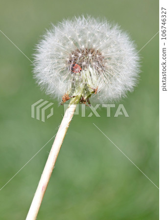 Close-up of a firebug (Pyrrhocoris apterus) crawling on a dandelion seed head 106746327
