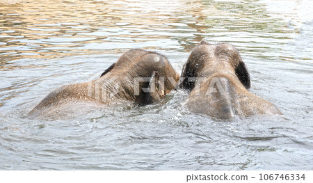 Asian Indian elephant, frolicking in a water bath Asian Indian elephant, frolicking in a water bath 106746334