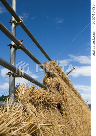 Rural scene with blue sky in fine autumn 106746459